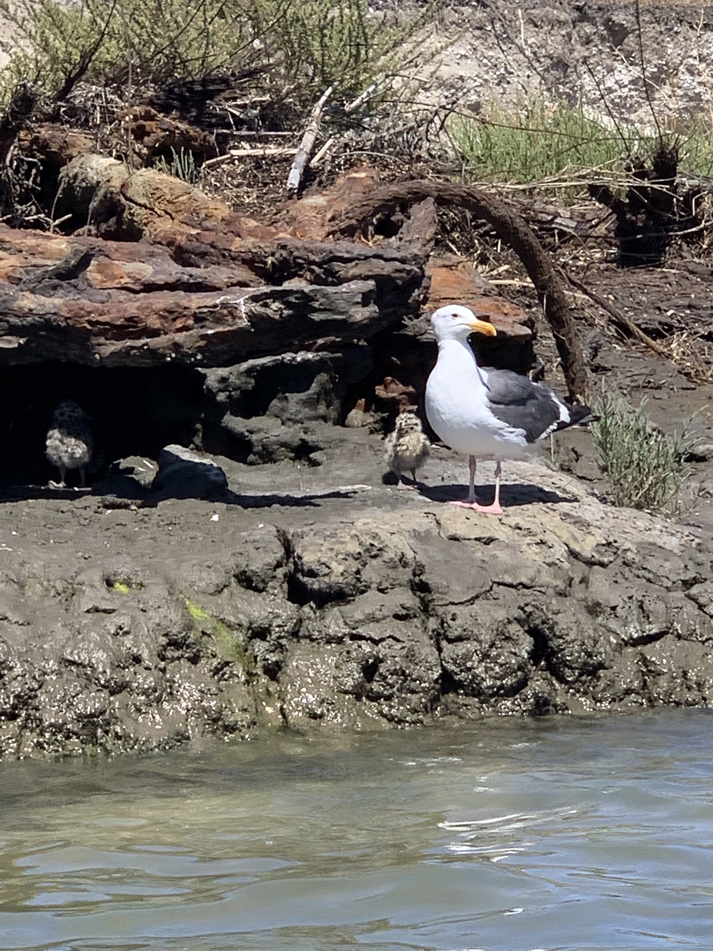Baby Gulls in Mission Bay, San Diego, CA